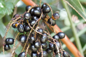 Can saw palmetto treat an enlarged prostate?